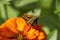 Orange Zinnia Blossom and Dark Skipper Butterfly