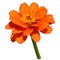 Orange zinnia flower