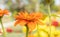 Orange Zinnia Flower in Garden Background in Zoom View