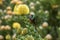 Orangebreasted Sunbird drinking nectar of a Pincushion