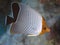 Orangeface butterflyfish