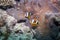 Orangefin Anemonefish