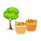 Oranges in Basket as Ripe Fruit Harvesting for Juice Production Vector Illustration