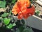 Oranges Big peddled flower with bright green leafs in a garden