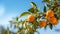 oranges branch with green leaves on tree