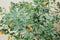 Oranges branch with green leaves on tree. Mediterranean agricultural.