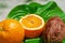 Oranges and coconut on a background of green leaves. Fruit composition, healthy food, summer harvest, juices