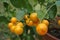 Oranges fruit plant