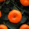 Oranges fruits at tangerine trees