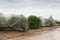 Oranges Groves autumn rainy landscape