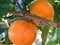 Oranges growing in the tree