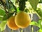 Oranges growing in the tree