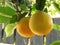 Oranges growing in the tree