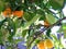 Oranges growing in the tree