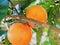 Oranges growing in the tree