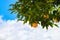 Oranges growing on a tree in front of beautiful blue cloudy sky - close-up and room for copy