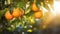 Oranges growing on a tree, Orange garden