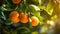 Oranges growing on a tree, Orange garden