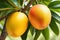 Oranges Hanging From a Tree