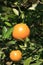 Oranges Hanging on Tree