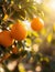 Oranges hanging from a tree bathed in sunlight