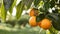 Oranges hanging from a tree in a field