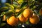 Oranges orchard with fresh organic juicy ripe citrus fruits hanging growing on a tree branch. Generative AI