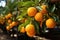 Oranges orchard with fresh organic juicy ripe citrus fruits hanging growing on a tree branch. Generative AI