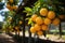 Oranges orchard with fresh organic juicy ripe citrus fruits hanging growing on a tree branch. Generative AI