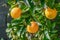 oranges ripen in an orange garden in the Mediterranean 5