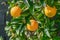 oranges ripen in an orange garden in the Mediterranean 6