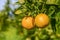 oranges ripen in an orange garden in the Mediterranean 8