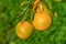 oranges ripen in an orange garden in the Mediterranean 9