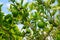 Oranges ripen on a tree branch. Natural background with selective focus and copy space