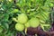 Oranges ripening on the branch