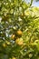 Oranges ripening on the tree