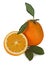 Oranges and sections on white background