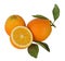 Oranges and sections on white background