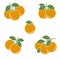 Oranges set. Collection icons orange. Vector