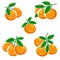 Oranges set. Collection icons orange. Vector