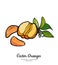 Oranges set vector isolated. Half peeled orange mandarin, slices, flowers leaves. Fruits collection hand drawn set