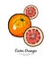 Oranges set vector isolated. Whole orange red pink cut chopped grapefruit round slices. Fruit hand drawn. Citrus food