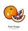 Oranges set vector isolated. Whole red orange cut chopped half round slices. Fruit hand drawn. Sweet citrus food logo