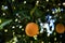 Oranges in a Sicilian Farm