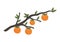 oranges tree branch