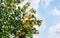 Oranges on a tree covered with snow.