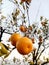 Oranges on tree, focus on only orange, clear views