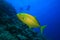 Orangespotted Trevally and Scuba Divers