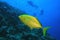 Orangespotted Trevally and Scuba Divers