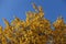 Orangey yellow autumn leafage of apricot against blue sky